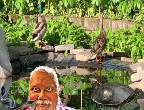 In the Pond
